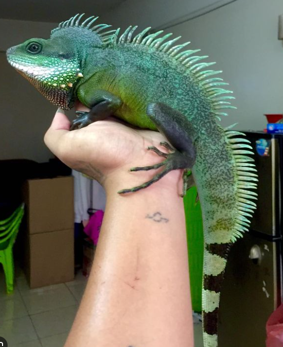 Wasseragame